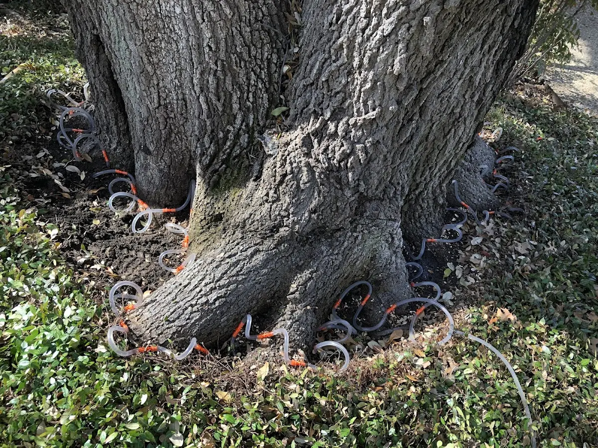 Detailed Tree Cabling and Bracing job site in Bowman