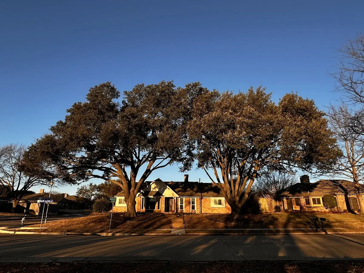 Established residential canopy tree shading a home in Bowman
